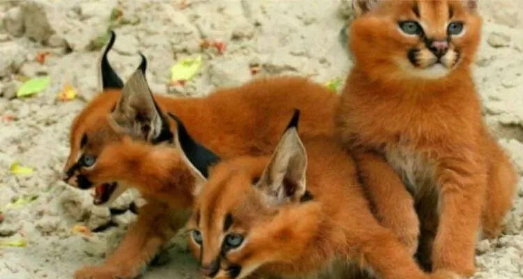 Il Gatto Dorato Africano, una meraviglia dalla Savana
