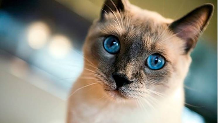 Il gatto siamese, eleganza, intelligenza e affetto in un’unica razza