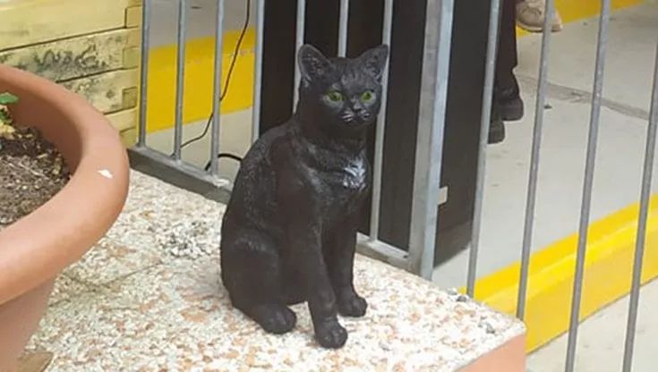 Bernardo, il gatto-mascotte che ha toccato i cuori di una scuola