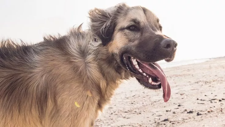 Colpo di calore per un cane, ecco i possibili rimedi e come comportarsi