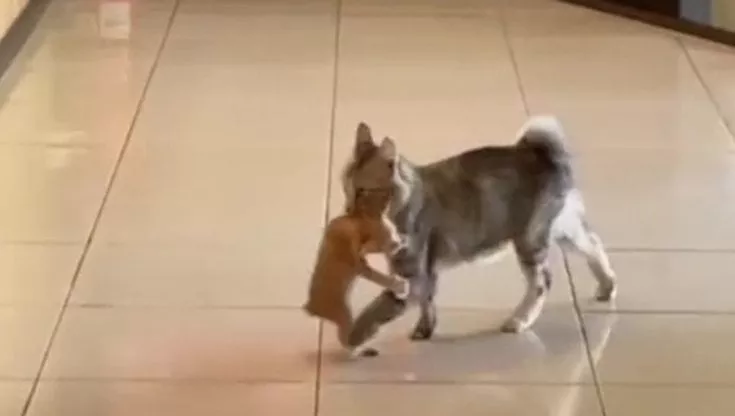 Barista offre cibo a una gatta affamata, il felino ritorna al locale con tutti e tre i suoi cuccioli