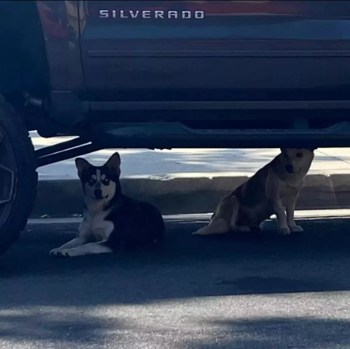 Il potere dell’amore: la storia di riunione dei cani fratelli abbandonati