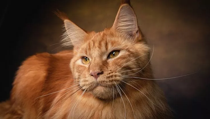 Cosa vogliono farci comprendere i gatti quando hai comportamenti insoliti?