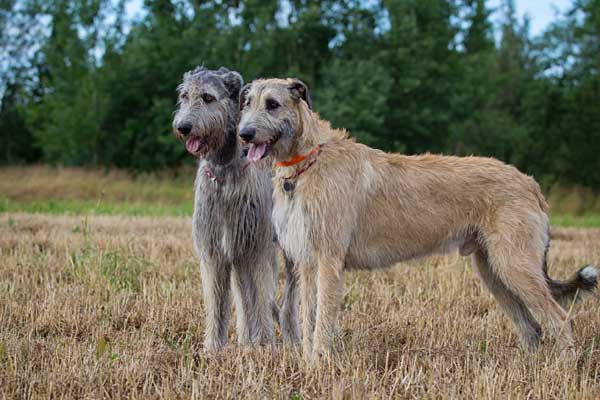 Il Levriero Irlandese, cane molto dolce e elegante