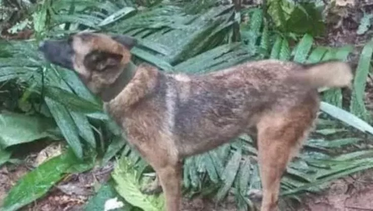 Wilson: L’eroico cane che ha condotto i bambini vivi fuori dalla giungla colombiana