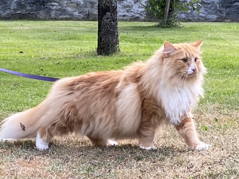 Il Gatto Norvegese delle Foreste: Bellezza selvaggia in casa