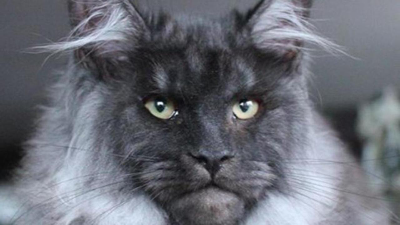 Il magnifico Maine Coon: un gatto dalle dimensioni imponenti e dal carattere affettuoso