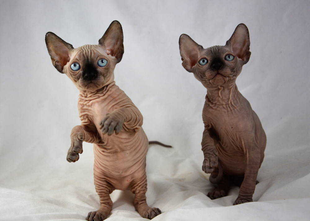 Il fascino senza peli della razza dei gatti Canadian Sphynx