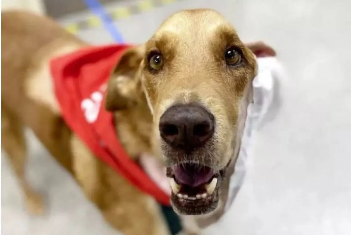 La straordinaria storia di Jake: dalla lotta contro un tumore gigante alla felicità grazie al soccorso animale e alla cura veterinaria