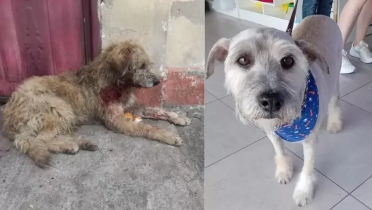 Tommy, il cane accoltellato, trova finalmente la sua casa di amore