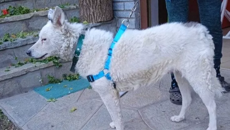 Scomparsa di Zara, il cane rapito a Chialamberto, l’appello disperato della padrona per il suo ritrovamento