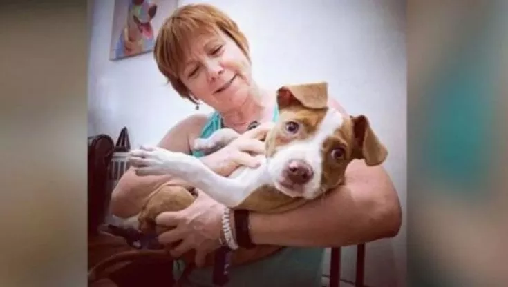 Maddy doveva essere un cane da combattimento ma l’amore della sua nuova proprietaria ha fatto si che è diventata una cucciola di Pit Bull affettuosissima