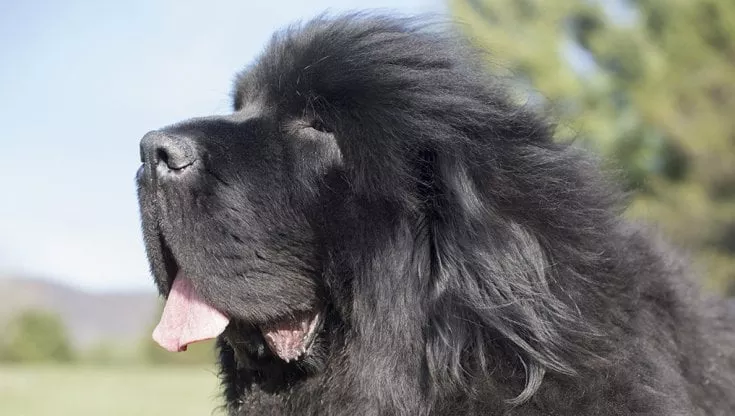 Ritira il cane dal suo toelettatore e dopo 120 giorni si accorge che non è il suo