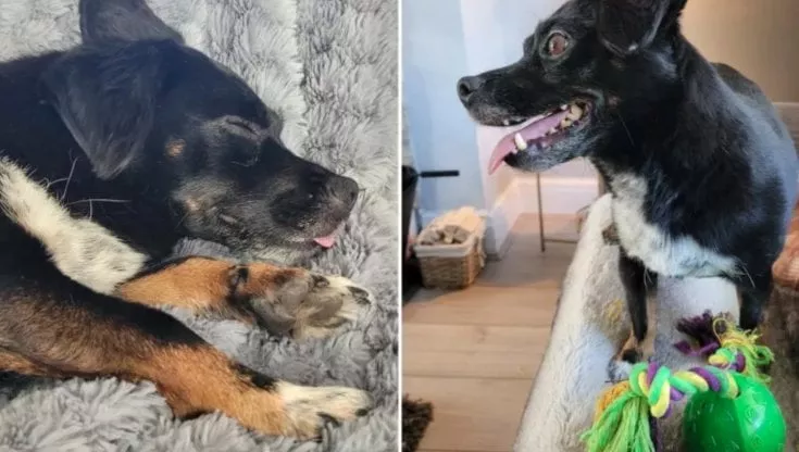 Decide di troncare una relazione perché il fidanzato non vuole in casa cani salvati dai canili, ma solo cani di razza