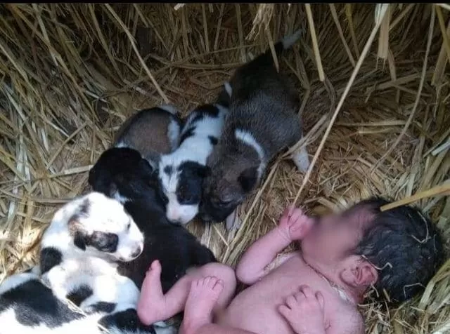Neonata abbandonata viene salvata da due cuccioli che la riscaldano tutta la notte