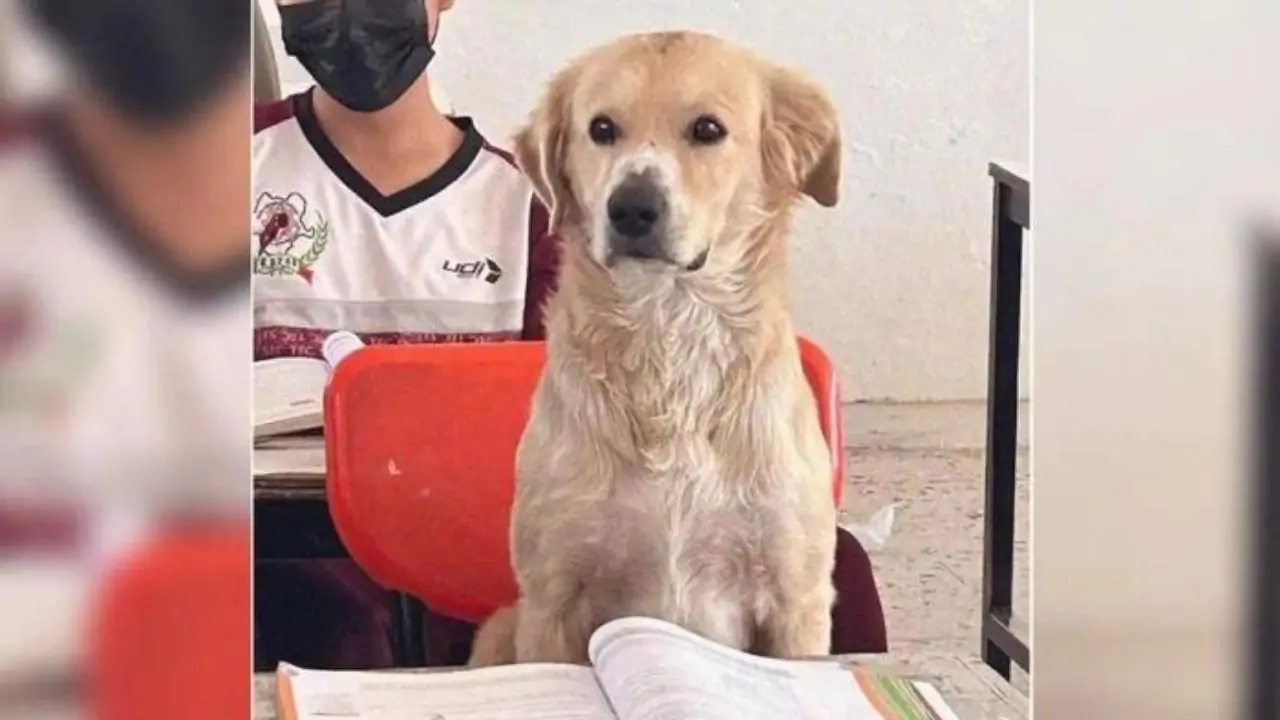 Nacho, il cane che ha conquistato la scuola diventando un vero e proprio studente