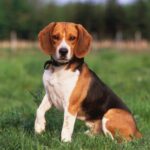Sei beagle escono da un laboratorio e trovano una nuova casa dopo il recupero di PETA