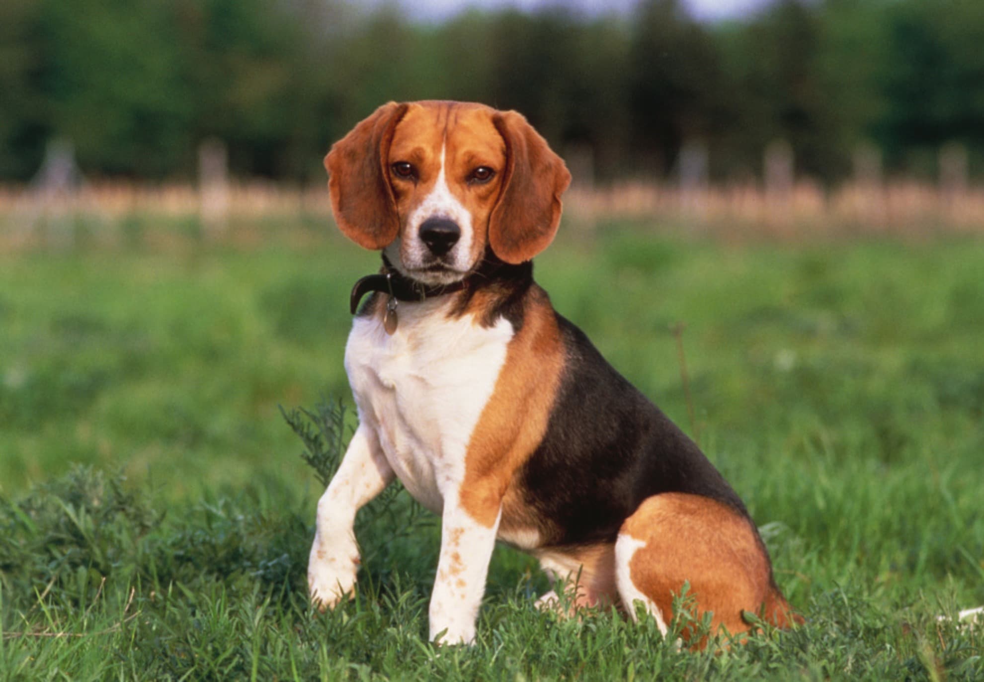 Il Beagle, il compagno affettuoso dal naso affilato