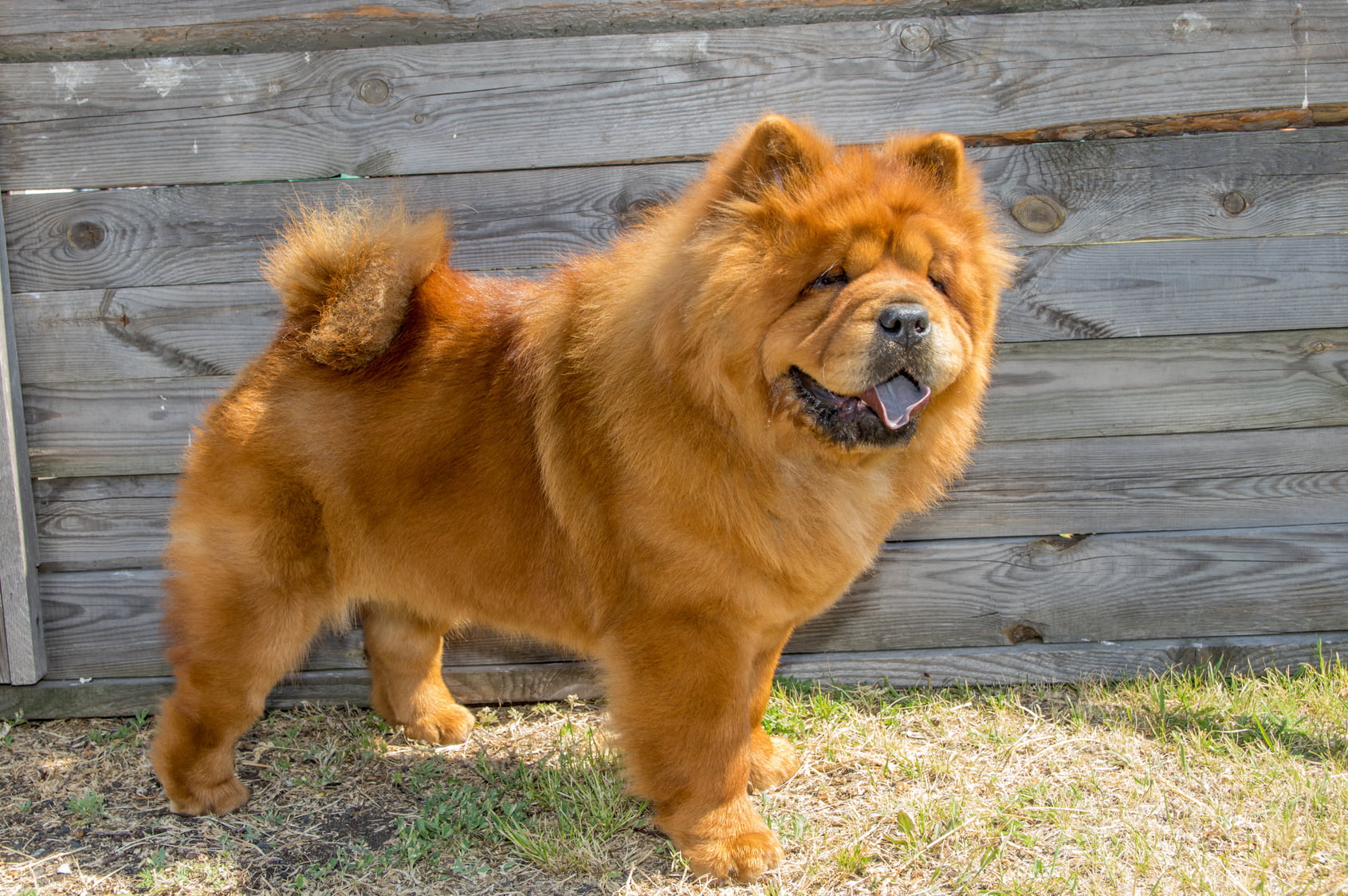 Chow Chow: Il cane dal fascino orientale