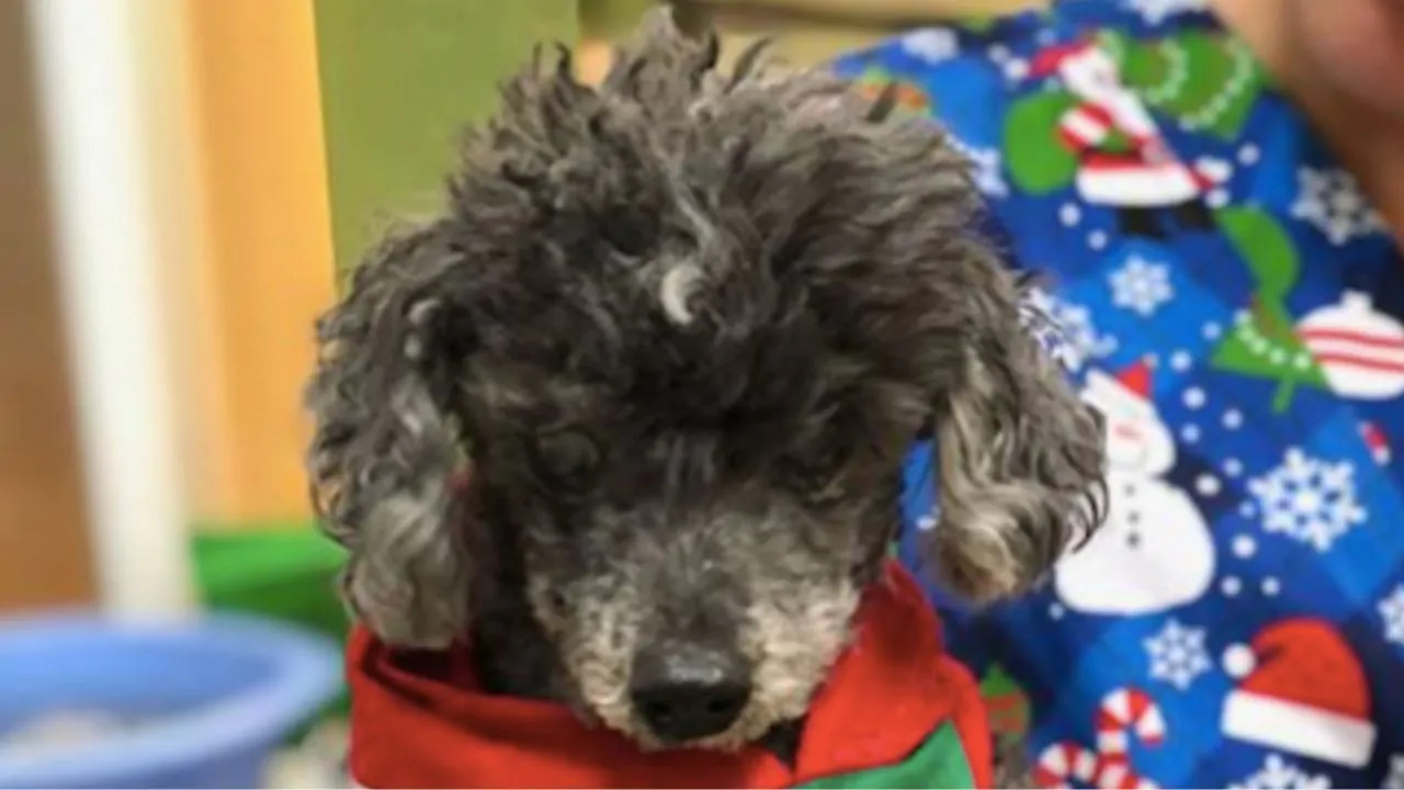 Il cane anziano, di 18 anni, era stato abbandonato poiché la moglie del suo padrone lo considerava privo di intelligenza. Poi la svolta
