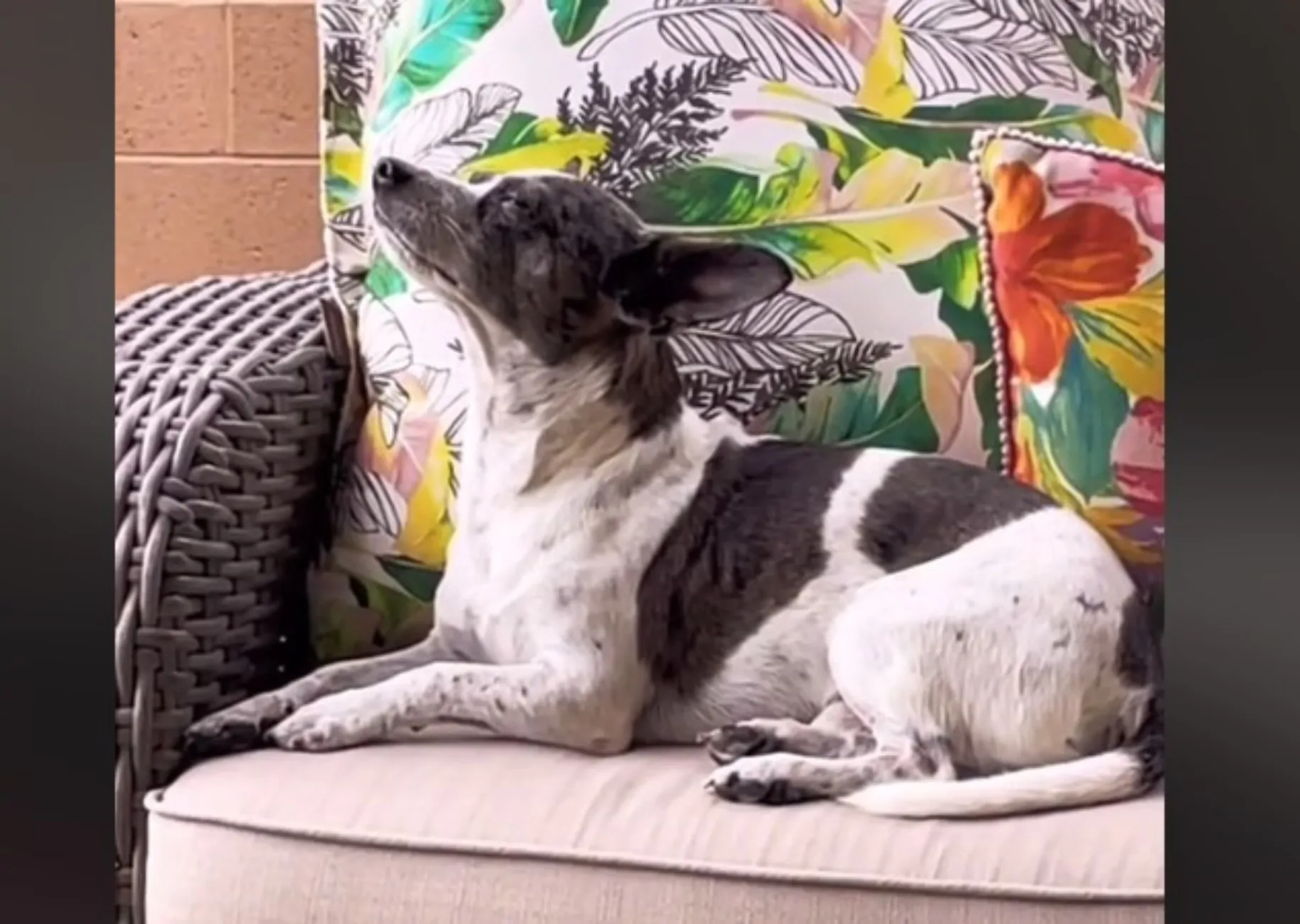 Frankie ha aspettato per molti mesi, ma la sua mamma non farà più ritorno. Ora la vita del cane è completamente diversa