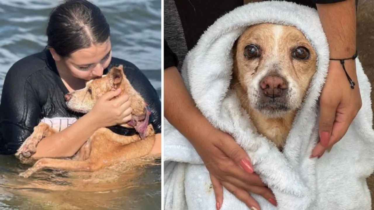 L’ultimo regalo, Noah è stato portato al mare prima di morire, i suoi padroni “E’ stato felice fino all’ultimo respiro”
