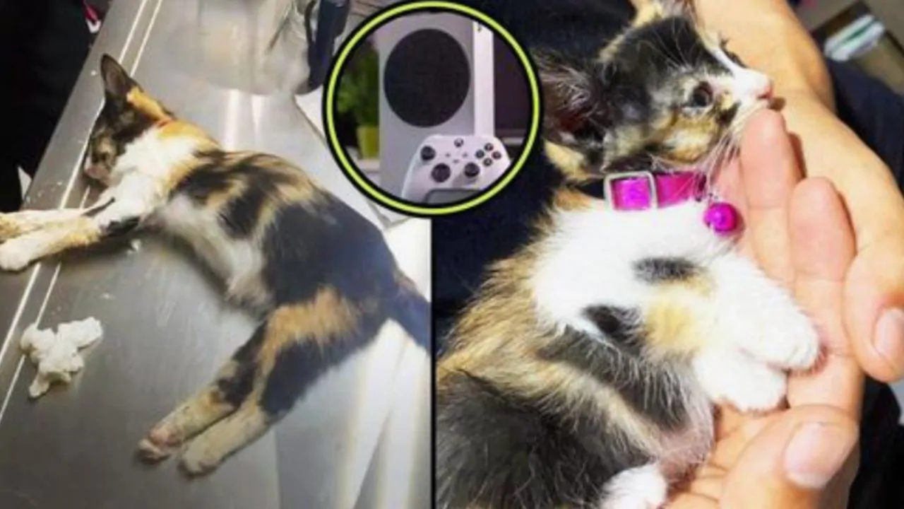 Per far star meglio il suo gattino, il ragazzo ha venduto il suo bene più prezioso