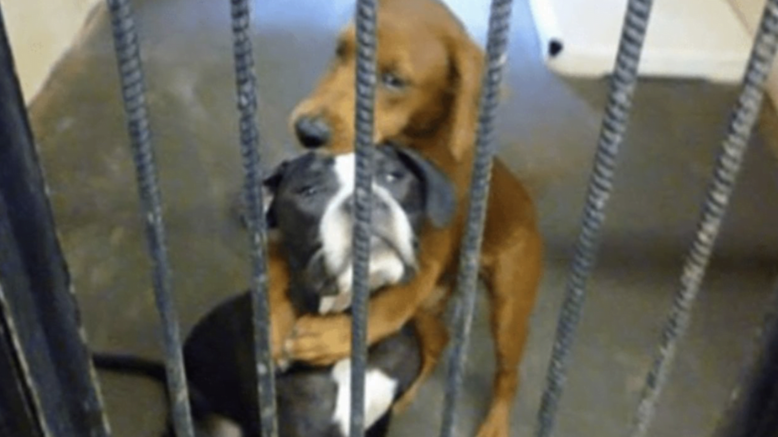 Una foto che ha commosso tutto il web, una cagnolina stringe in un abbraccio forte la sua amica prima dell’eutanasia