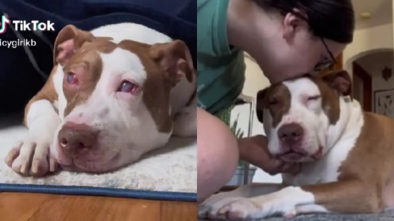 Capisce che il tempo rimasto è davvero poco, la padroncina del pitbull decide di salutarlo così, “so che sei pronto ad andare”