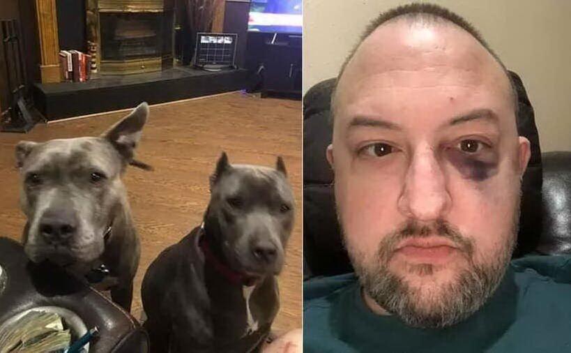 Quando i cani si trasformano in angeli, due pitbull adottate difendono il loro padrone da quattro ladri pronti a tutto