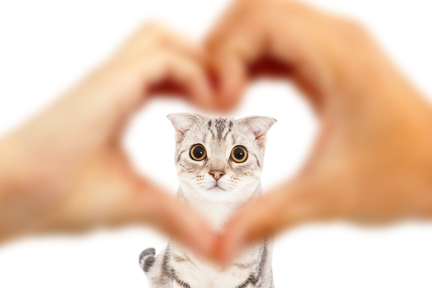 Il mistero del gatto che ti segue ovunque in casa, un legame speciale tra umani e felini