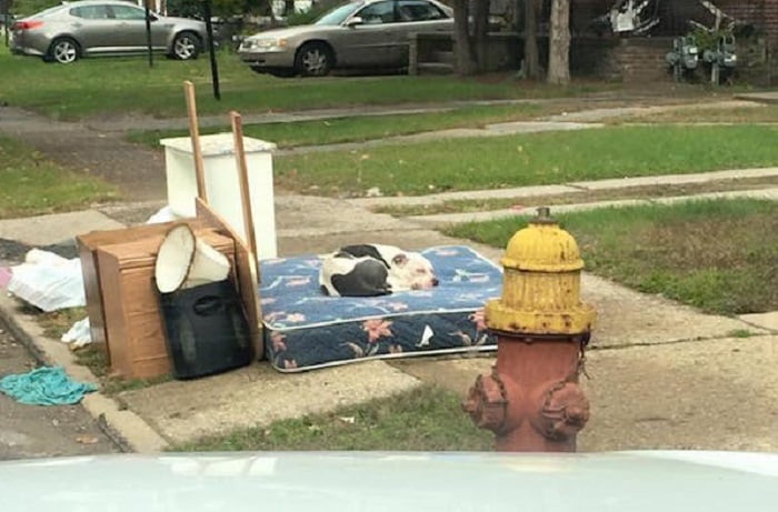 Traslocano e abbandonano alcuni mobili vecchi e il proprio cane per strada, lui aspetta per giorni che i suoi padroni ritornino