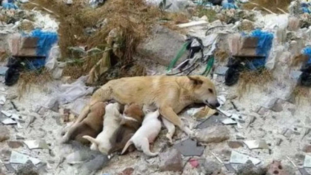 L’eroismo di una madre: la meticcia che sfida le avversità per i suoi piccoli