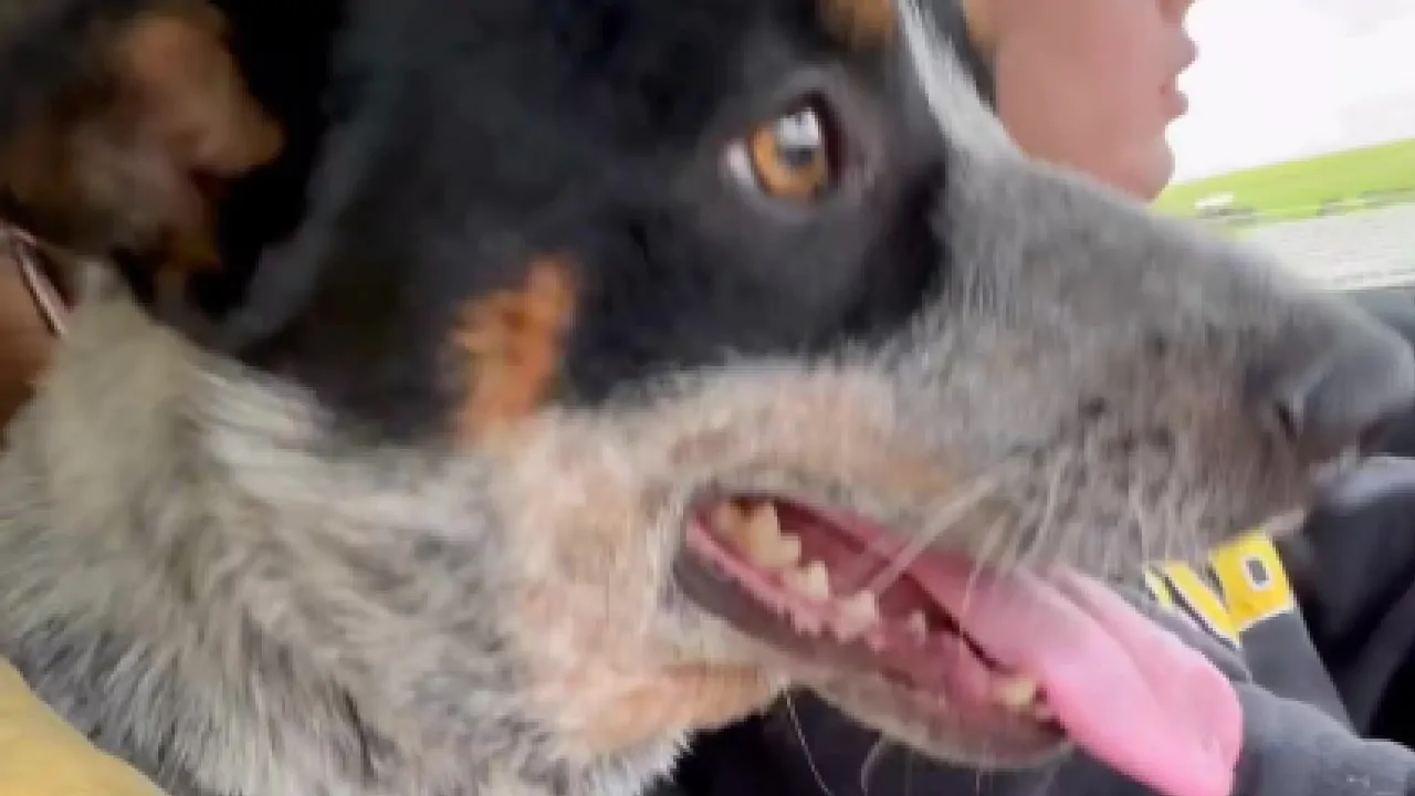 Dall’abbandono alla felicità: La rinascita di Bluey grazie a due angeli custodi