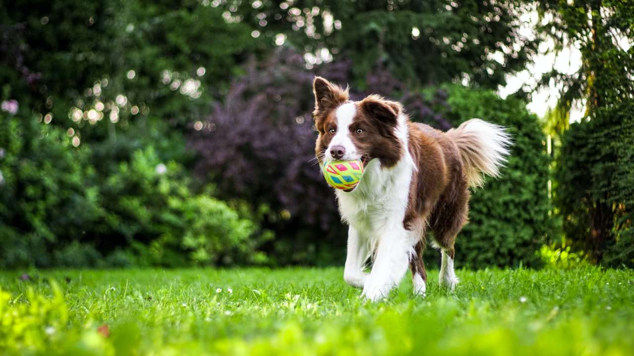 Uno studio ha cercato di comprendere perché i cani nascondono oggetti nel giardino, ecco il risultato