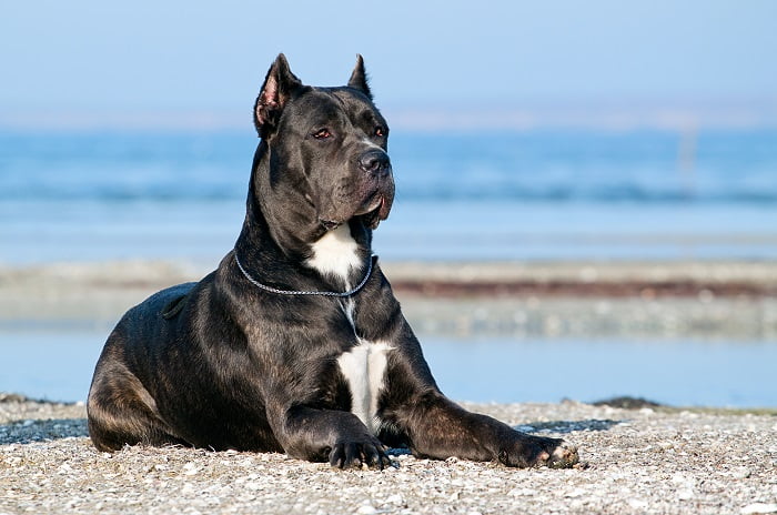 Il cane Corso, un compagno fedele e protettivo