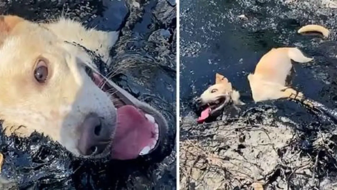 Il povero cane intrappolato nella pericolosa gomma fusa non aveva la possibilità di muoversi né di chiedere aiuto