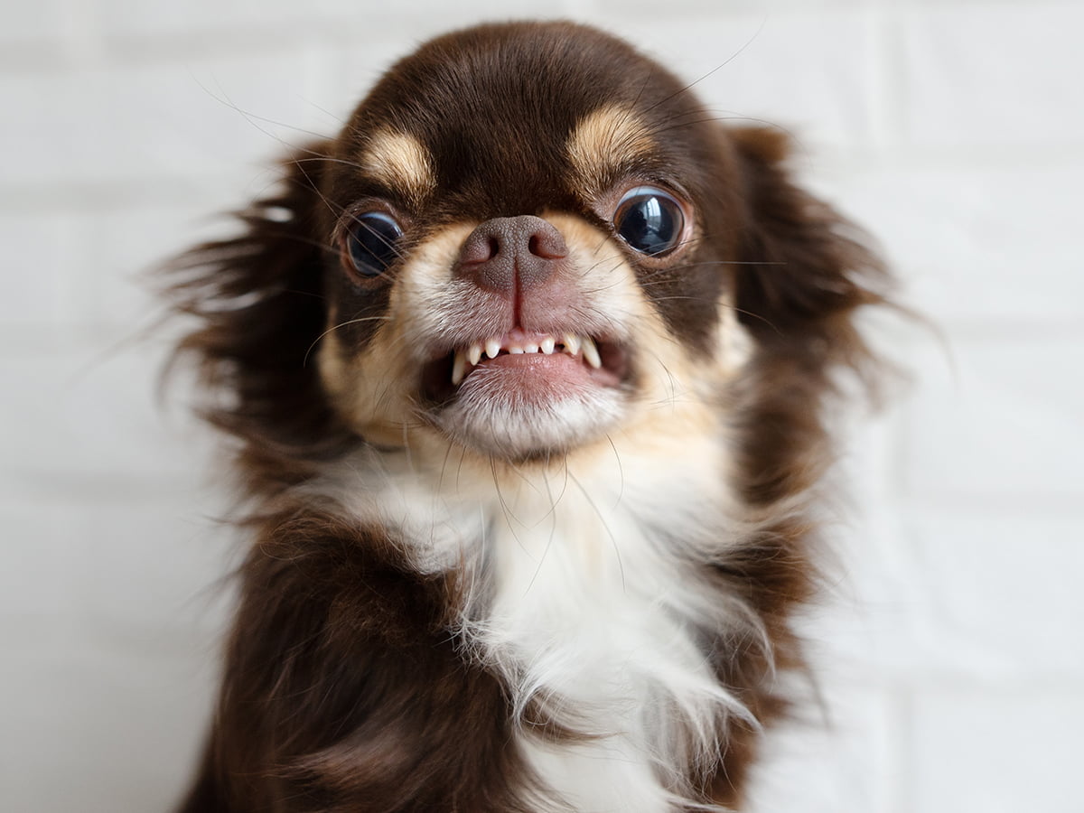 Perché il cane mostra i denti, una comprensione del linguaggio canino