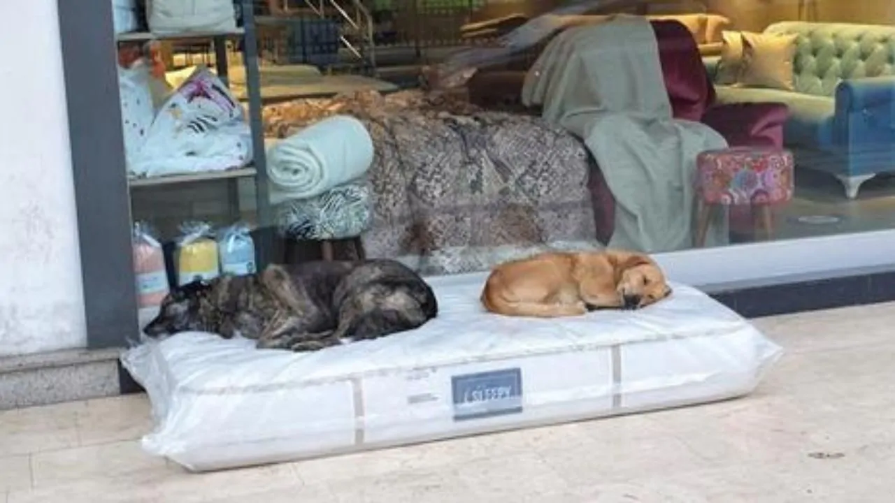 I gestori del negozio notano i cani randagi che vagano nelle vicinanze e scelgono di regalare loro dei materassi