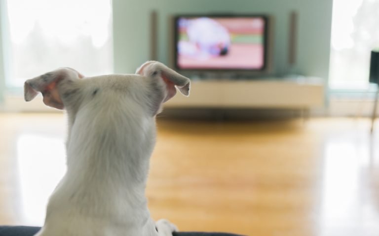 Cosa vedono e provano i cani guardando un programma televisivo?