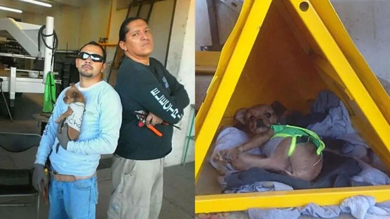 Chalán, il cucciolo che è stato lanciato da un’auto e ora è il cane più amato sul posto di lavoro