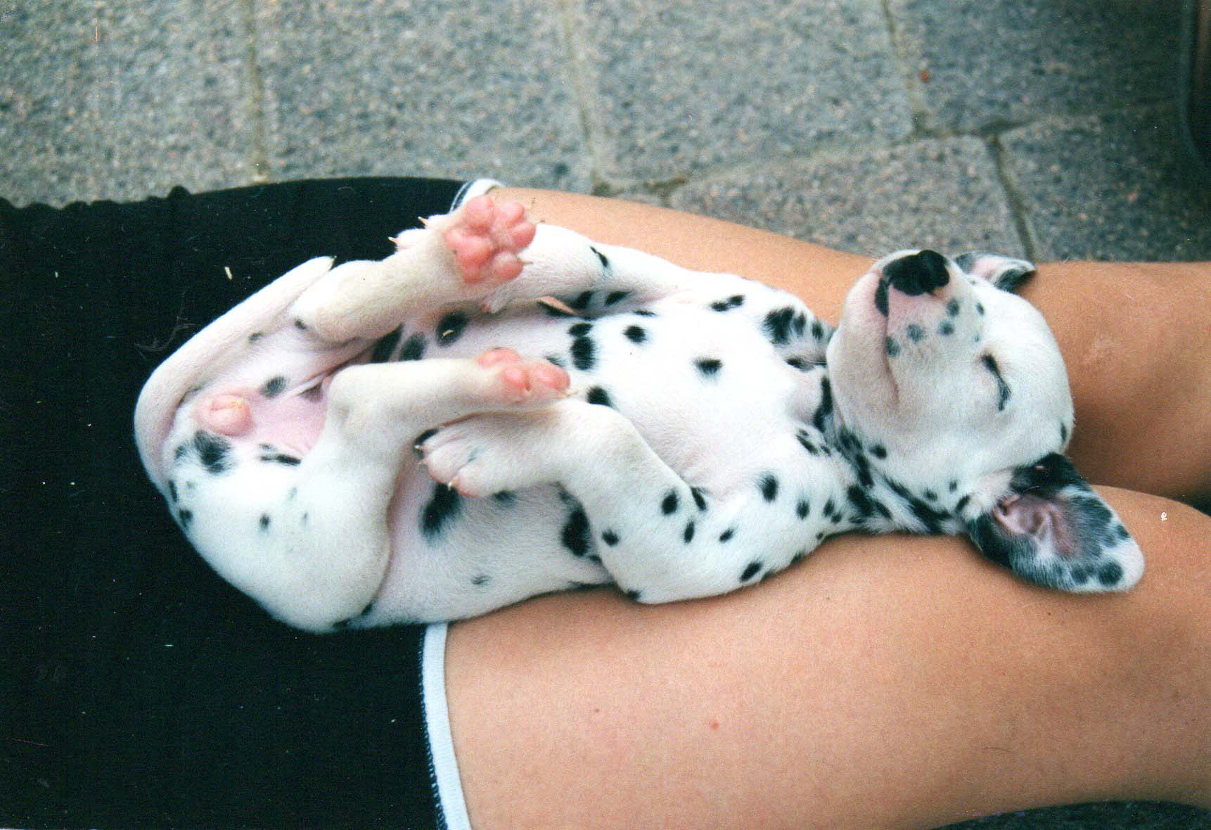 Il Dalmata, eleganza “macchiata” e spirito gioioso