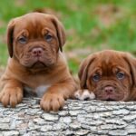 Trovati soli in una scatola: per due cuccioli arriva l’aiuto di una famiglia