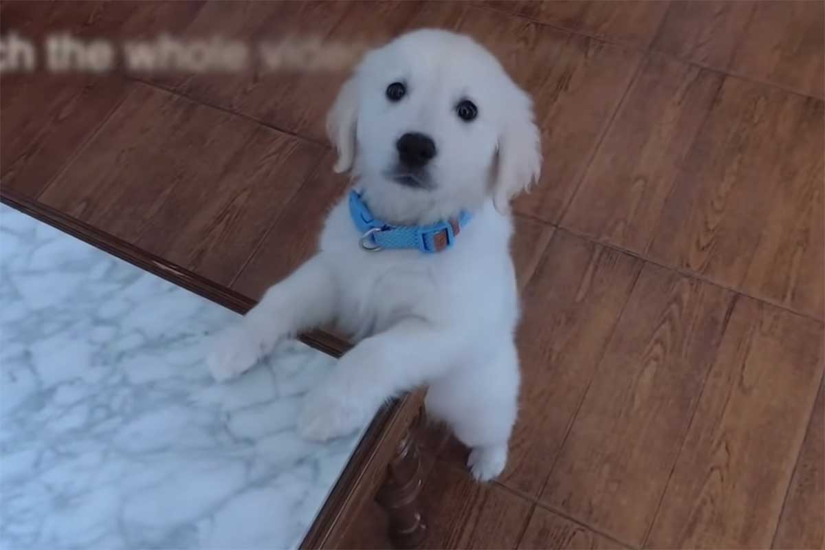 Asta, una storia di amore, separazione e nuove opportunità per i cani abbandonati