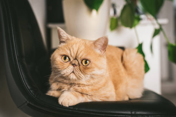 Alla scoperta dell’Exotic Shorthair: Il gatto a pelo corto con un cuore affettuoso