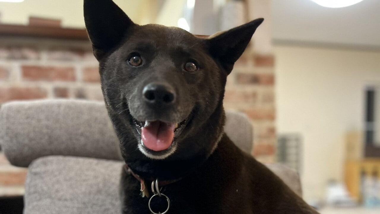 Cagnolina Koume, Eroe a quattro zampe che salva una vita ad un uomo colpito da un infarto grazie al suo tempestivo abbaiare