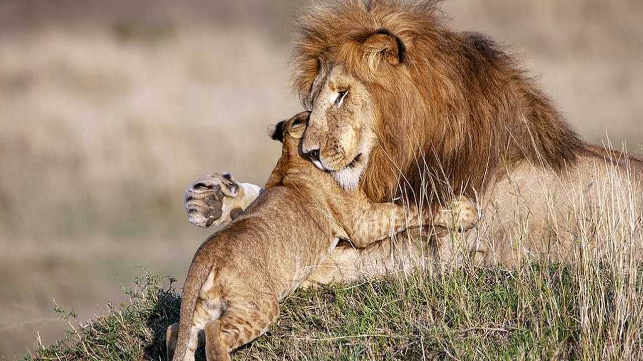 Fotografo riesce a immortalare un gesto unico, l’abbraccio tra il papà leone e il suo cucciolo