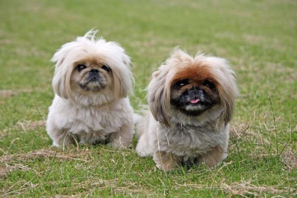 Il Cane Pechinese, l’eleganza incarnata