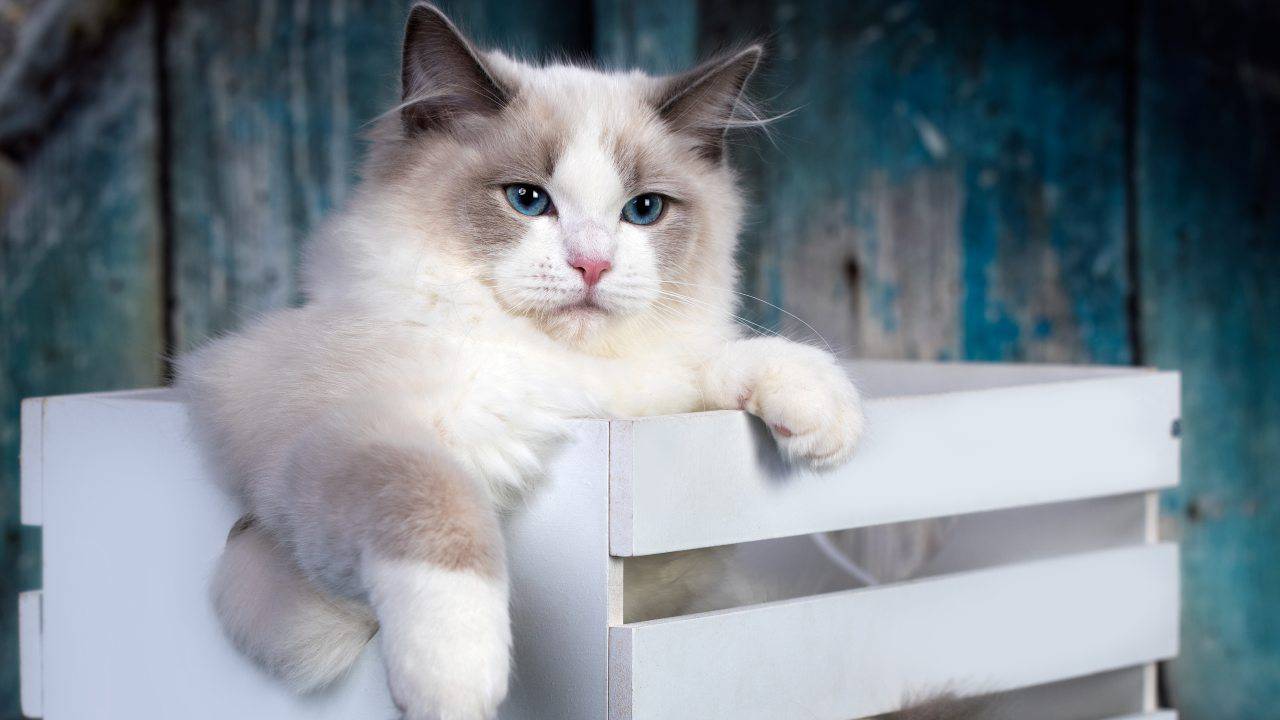 Il meraviglioso mondo dei gatti Ragdoll: dolcezza e fascino in una sola razza