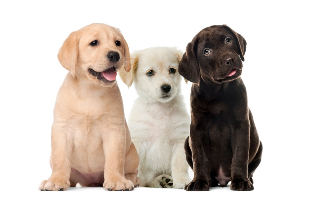 Il Labrador Retriever: l’affascinante e versatile compagno a quattro zampe